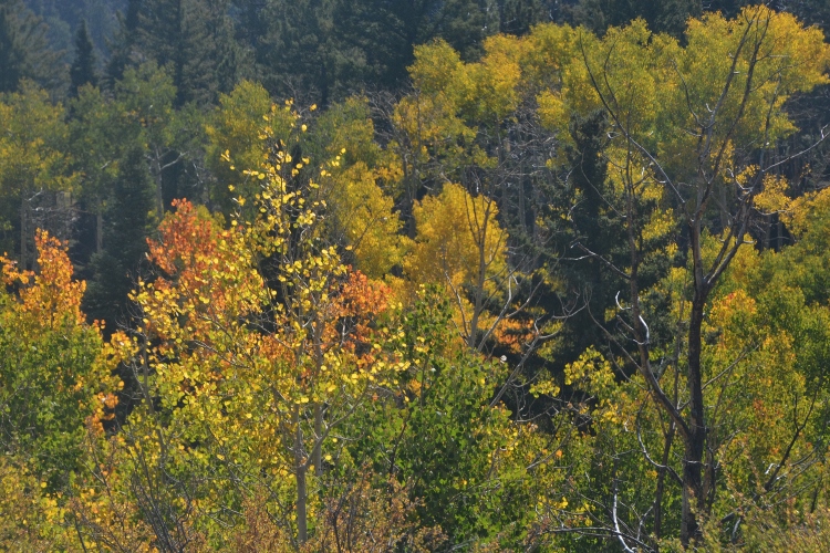 train through autumn colors